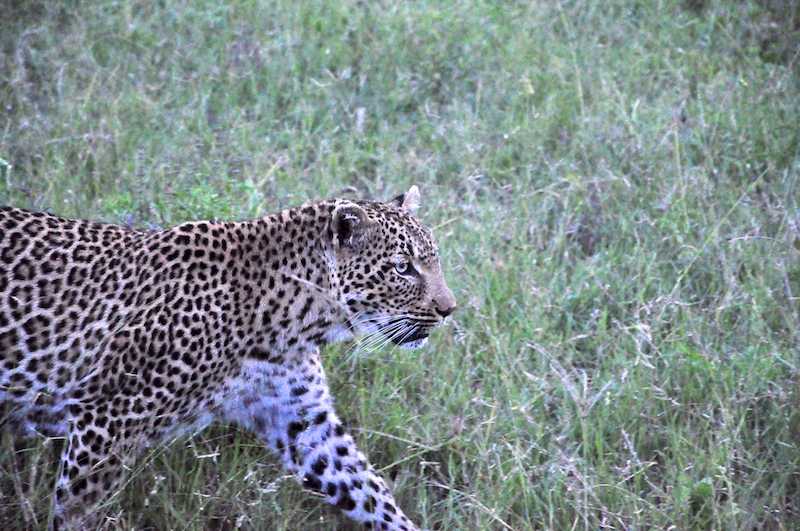 Melanie Heinrich - travel images - Lion Sands Private game reserver Hazyview